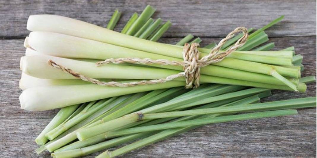 Asırlar önce İbn-i Sina öneriyordu, tüm dünyaya yayıldı! Vücudu resetliyor, kalbi iyileştiriyor: Türkiye’de kıymeti bilinmiyor 5
